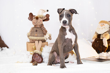 Gray Pitbull puppy with a white chest posing on a white background, surrounded by a Christmas tree,...