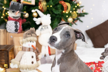 Gray Pitbull puppy with a white chest posing on a white background, surrounded by a Christmas tree,...