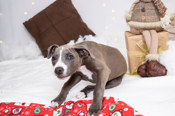 Gray Pitbull puppy with a white chest posing on a white background, surrounded by a Christmas tree,...