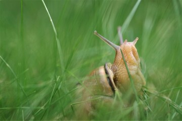 snail with a shell in the grass © Bogdan