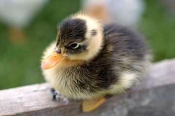 ducklings sitting on wood