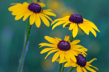black-eyed susans