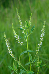 white sweet clover 