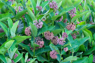 milkweed flowers