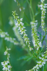 white sweet clover