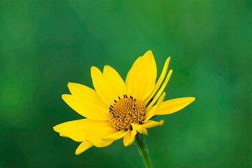 false sunflower