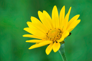 false sunflower
