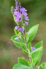 closeup of hoary verbena