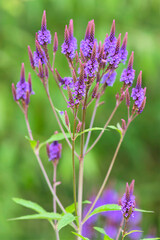American vervain