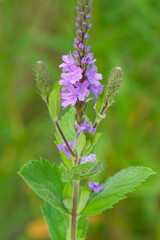 hoary verbena