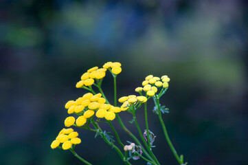yellow flowers in the garden