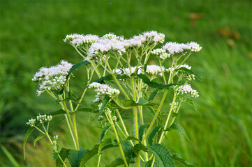white flowers on green grass