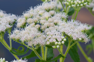 closeup of boneset flowers
