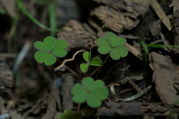 Closeup pf small clovers in nature