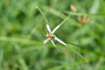 Starrush whitetop standing out with grass on the foreground