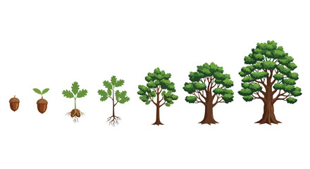 Oak tree life cycle stages with transparent background © Youland