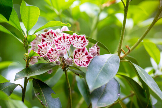 Red and white striped blooms of the Minuet variety of Mountain Laurel