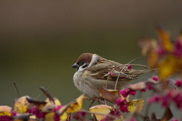 Sparrow close-up. Sparrow perch. Sparrows in the bushes. Berry branch. Urban wildlife. Soft plumage. Quiet moment. Subtle motion. Birdwatching. Nature pause. Cold season. Wild detail. Living contrast