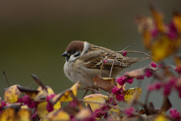 Sparrow close-up. Sparrow perch. Sparrows in the bushes. Berry branch. Urban wildlife. Soft plumage. Quiet moment. Subtle motion. Birdwatching. Nature pause. Cold season. Wild detail. Living contrast