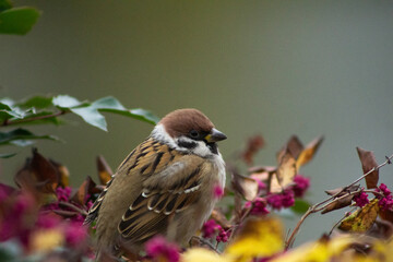 Sparrow close-up. Sparrow perch. Sparrows in the bushes. Berry branch. Urban wildlife. Soft plumage. Quiet moment. Subtle motion. Birdwatching. Nature pause. Cold season. Wild detail. Living contrast