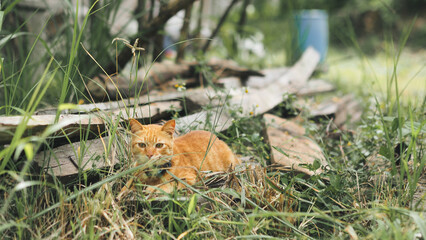 capturing the various moods, postures, and daily life moments of a ginger cat in a natural, outdoor setting, emphasizing its vibrant color against the earthy and green environment.