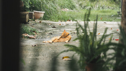 capturing the various moods, postures, and daily life moments of a ginger cat in a natural, outdoor setting, emphasizing its vibrant color against the earthy and green environment.
