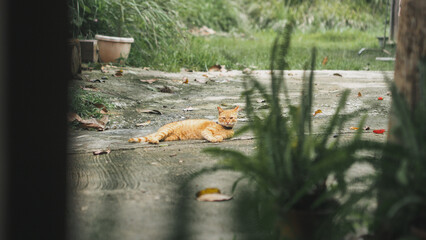 capturing the various moods, postures, and daily life moments of a ginger cat in a natural, outdoor setting, emphasizing its vibrant color against the earthy and green environment.