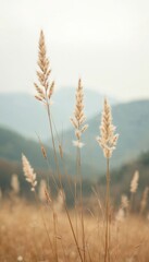 Fototapeta premium Dry grass stalks sway gently in soft muted light against misty rolling hills. Nature calm beauty, autumnal peace, and quiet countryside landscape.