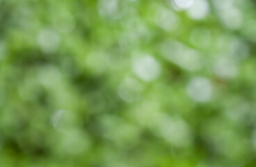 Obraz premium Out of Focus Abstract Green Background