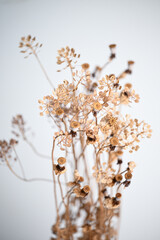 Close up of Dried Branches with Seeds on Light Background