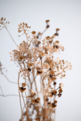 Close up of Dried Branches with Seeds on Light Background
