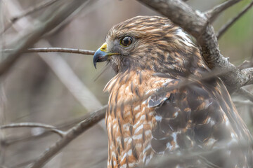 Portrait of a red-shouldered hawk perched in a tree.