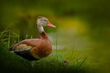 Black-bellied whistling duck near green background and lake