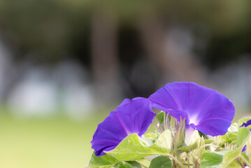 公園に咲く紫が美しいアサガオ