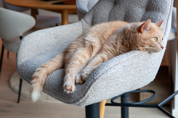 A cat lies on a gray chair in a modern room. The sunlight comes through the window and illuminates...