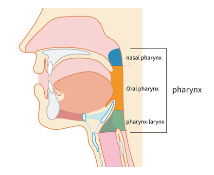 咽頭と喉頭から気管と食道までがわかる人物の横断面図