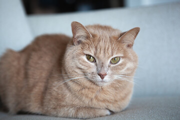 Fototapeta premium A fluffy orange cat lies comfortably on a gray sofa in a cozy room. The cat appears alert with bright green eyes, enjoying a quiet afternoon indoors