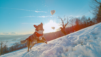LENS FLARE: Playful brown dog jumps with mouth open, trying to catch tossed snow chunks as sunlight glows behind the hill. Lively winter moment filled with motion, energy, and warm evening light.