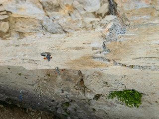 CLOSE UP, TOP DOWN: Fixed bolts installed on a steep limestone climbing wall. Metal hangers and textured rock surface reveal direction of a challenging route in a rugged cliff of natural climbing area
