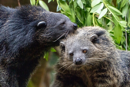 Binturongs Affectionately Nuzzle in Lush Tropical Habitat