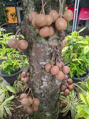 Bunches of Kepel or Stelechocarpus burahol fruits grow directly on the tree trunk