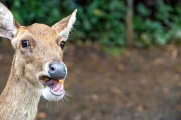 Deer Eating Food in Forest