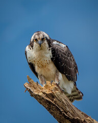 Osprey perched in close-up with blue background