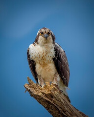 Osprey perched in close-up with blue background