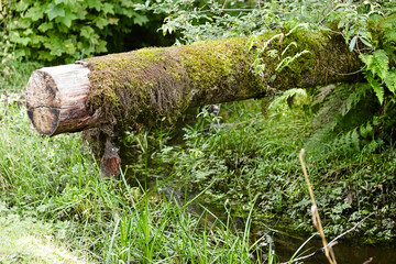 A moss-covered fallen log stretches across a shallow creek along Robe Canyon Trail in Washington, surrounded by lush vegetation and dense woodland growth.