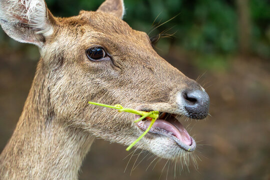 Deer Grazing: Close-up of a deer eating green grass in a natural habitat.