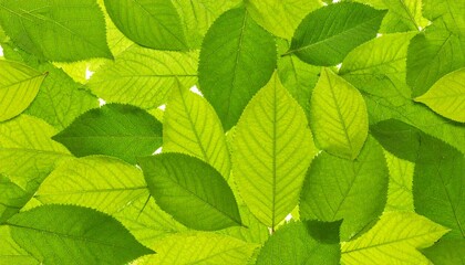 Fresh green leaves with nature background.