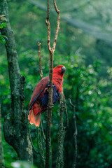 Eclectus Parrot Perched on Branch in Lush Rainforest