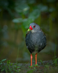 Paint-billed crake walking through green vegetation