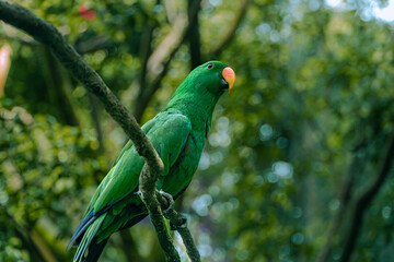 Green Parrot Perched on Branch in Lush Tropical Forest
